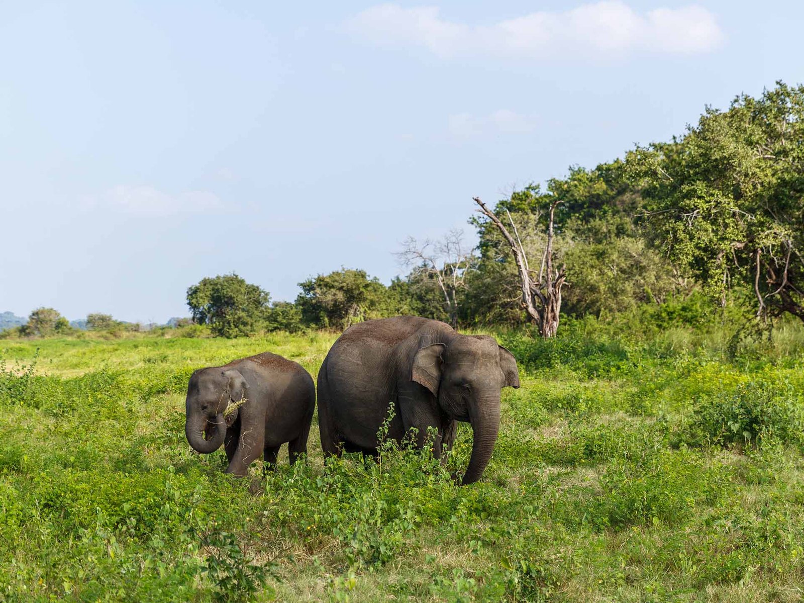 🇱🇰 Discover Sri Lanka: The Ultimate Guide to the Most Beautiful Places You Must Visit